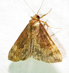 Hypena baltimoralis
