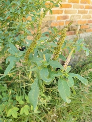 Phytolacca icosandra
