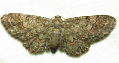 Glenoides texanaria