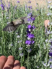 Selasphorus platycercus