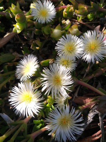 Image of Mesembryanthemum ladismithiense by (c) kevin koen, some rights reserved (CC BY-SA)