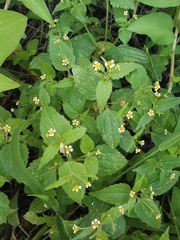 Galinsoga parviflora