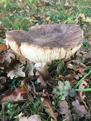 Amanita rubescens