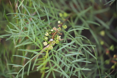 Boronia bowmanii
