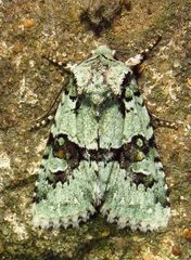 Lacinipolia implicata