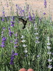 Selasphorus platycercus