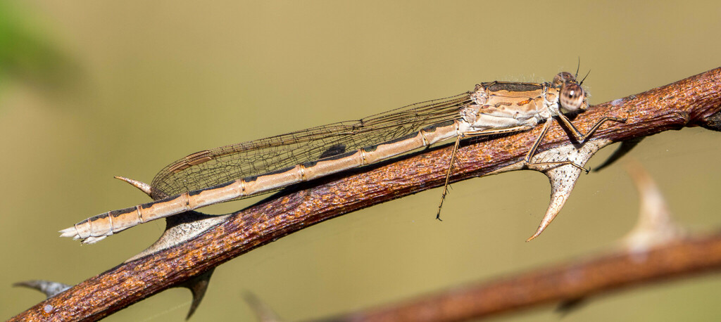 Siberian Winter Damsel, photo 1 of 10