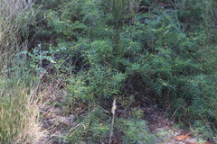 Boronia bowmanii