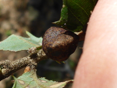 Disholandricus chrysolepidis