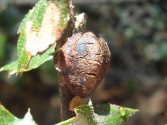 Disholandricus chrysolepidis