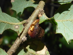 Disholandricus chrysolepidis