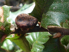 Disholandricus chrysolepidis