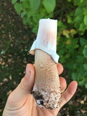 Amanita rubescens
