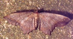 Hypagyrtis