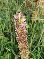 Cenchrus echinatus