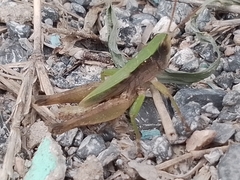 Dichromorpha viridis