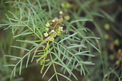 Boronia bowmanii