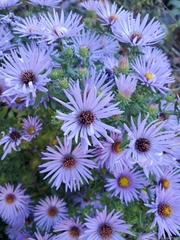 Symphyotrichum oblongifolium