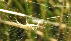 Araniella cucurbitina