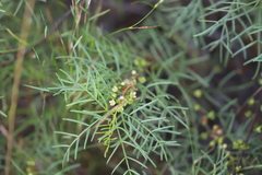 Boronia bowmanii