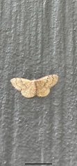 Idaea demissaria