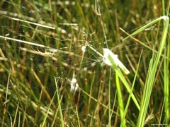 Araniella cucurbitina