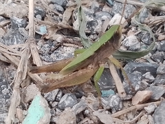 Dichromorpha viridis