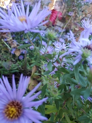 Symphyotrichum oblongifolium