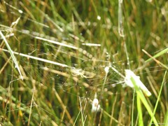 Araniella cucurbitina
