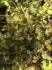 Fallopia scandens