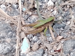 Dichromorpha viridis