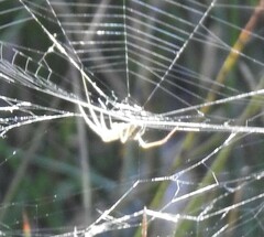 Araniella cucurbitina