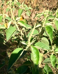 Croton lachnostachyus