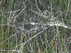 Araniella cucurbitina