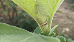 Peucetia rubrolineata