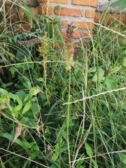 Cenchrus echinatus