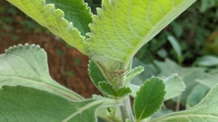 Peucetia rubrolineata