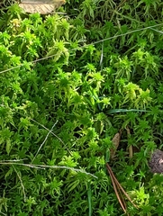 Sphagnum fallax
