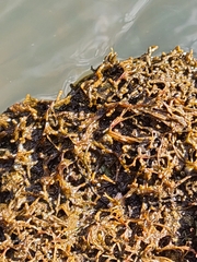 Podostemum ceratophyllum