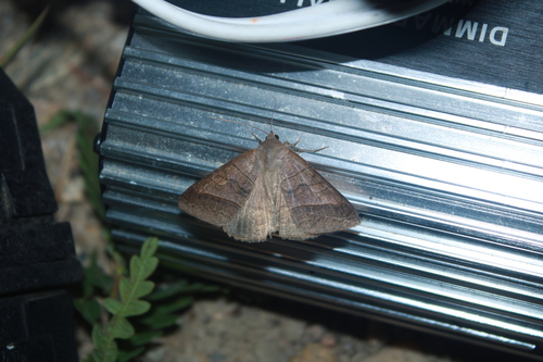 Texas Mocis Moth photo 5