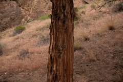 Juniperus occidentalis