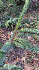 Picea sitchensis