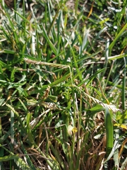 Eleusine indica