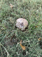 Calvatia cyathiformis