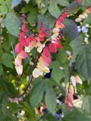 Ipomoea lobata
