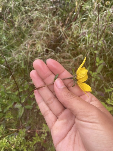 Bidens serrulata, photograph 3