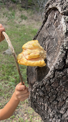Laetiporus gilbertsonii