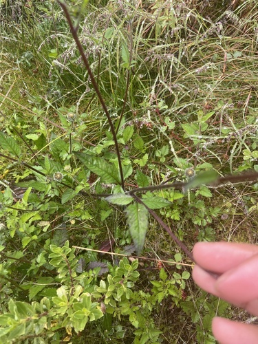 Bidens serrulata, photograph 4