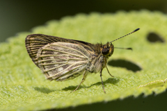 Callimormus interpunctata