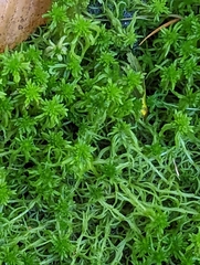 Sphagnum fallax